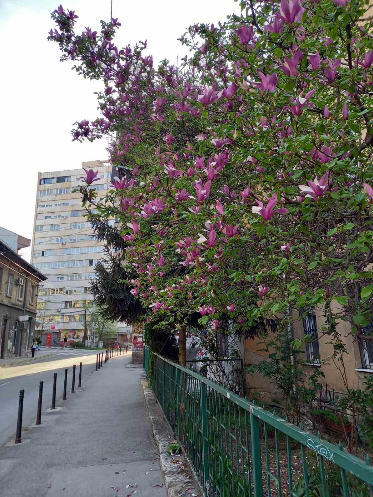 Hansa Apartment Σαράγεβο Εξωτερικό φωτογραφία